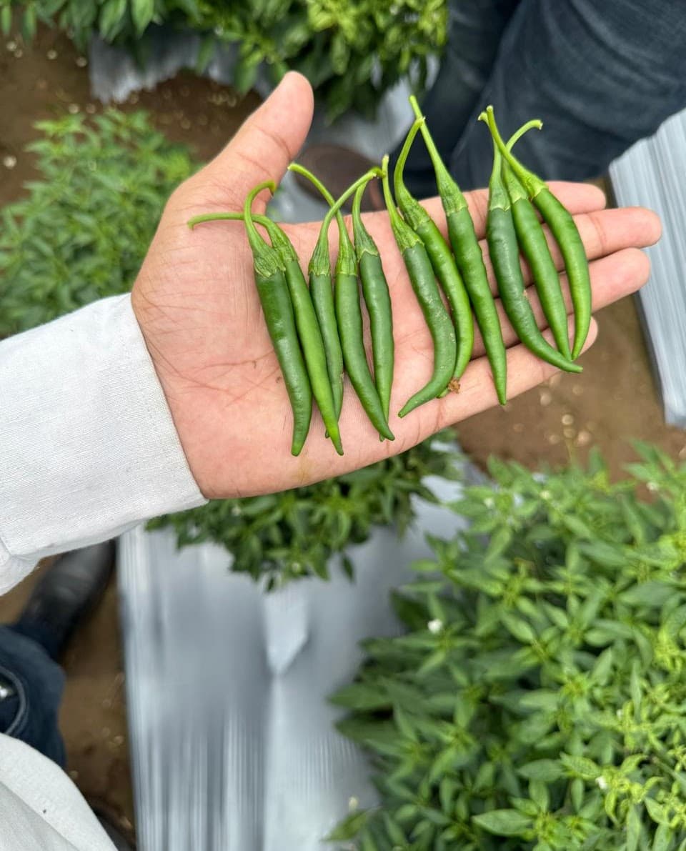 FRUITS AND VEGETABLES